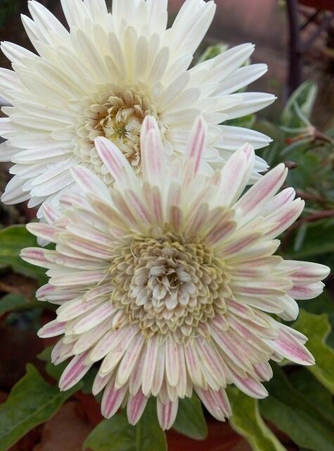 Flower2