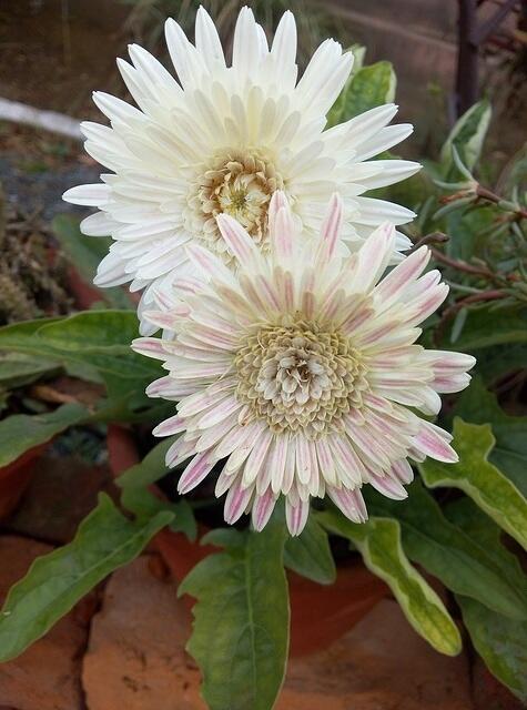 Flower3
