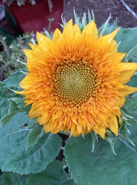Flower4