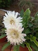Flower1
