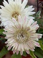 Flower2