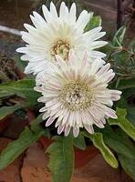 Flower3